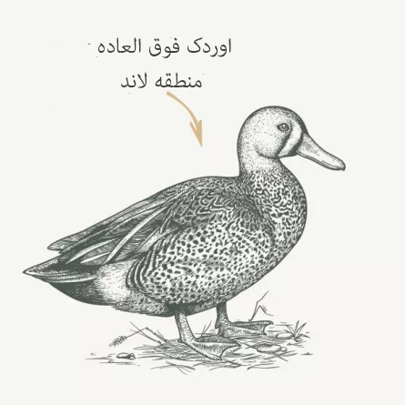 chat-adulte-classique-canard Pe