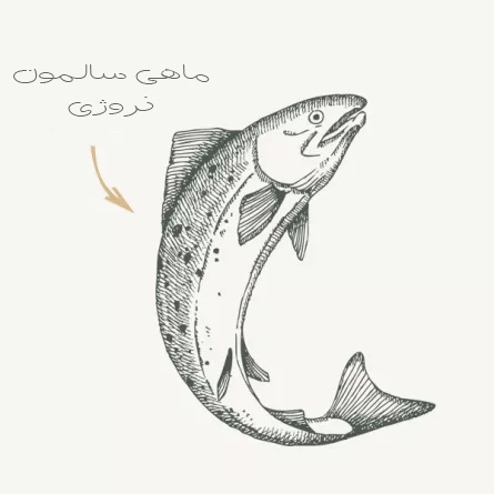 junior-peau-et-pelage-saumon pe